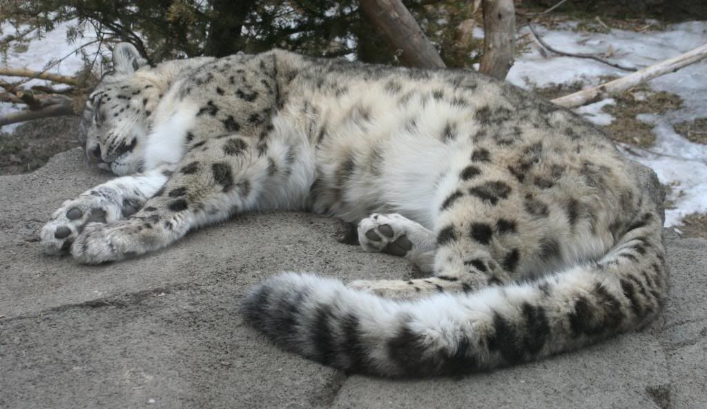 Snow_leopard_sleeping_-_Buffalo_Zoo-1ilk