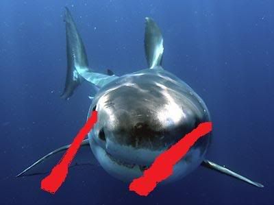 great_white_shark_4.jpg