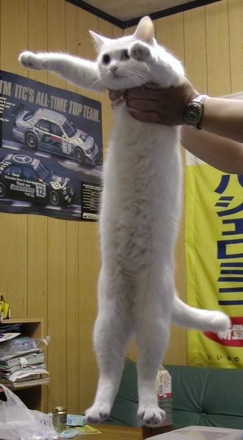 long_cat_003.jpg