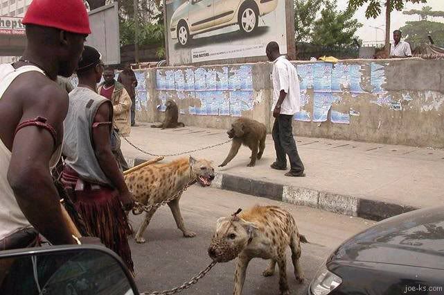 Jamaican Pitbulls