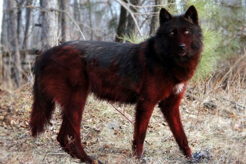 RedBlackWolf_zpsgug7zbsi.jpg