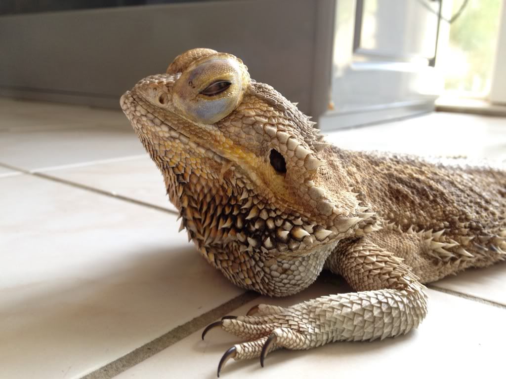 Adopted Dragon needs help • Bearded Dragon . org