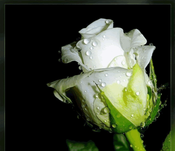 White Rose Pictures, Images and Photos