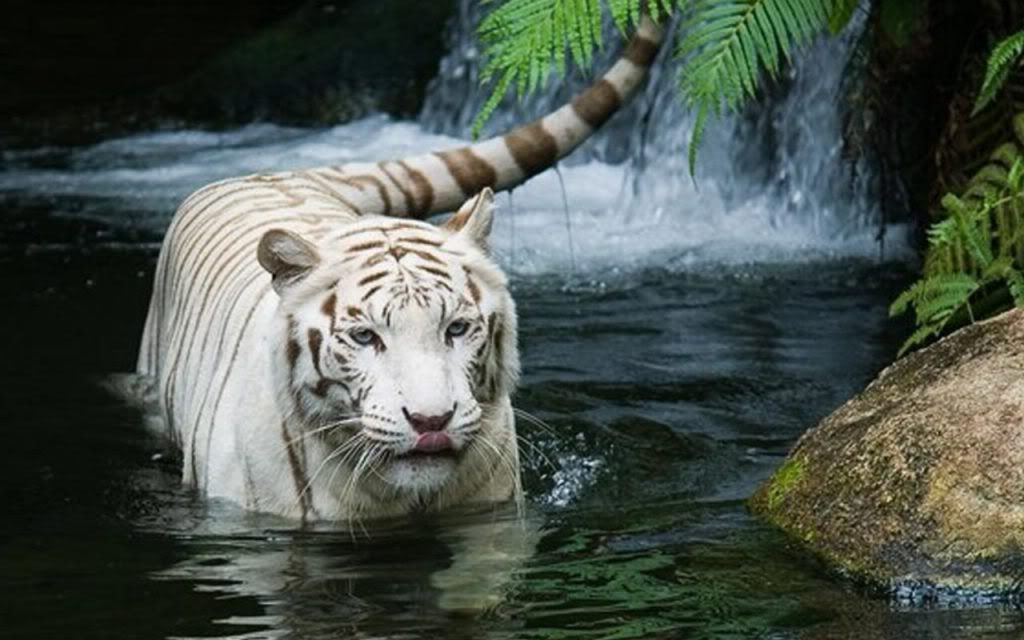Waterfall Pictures Wallpaper. Tiger Wallpaper