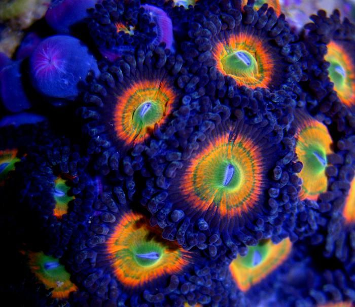 Top 10 Zoanthids and Palys for 2012! REEF2REEF Saltwater and Reef
