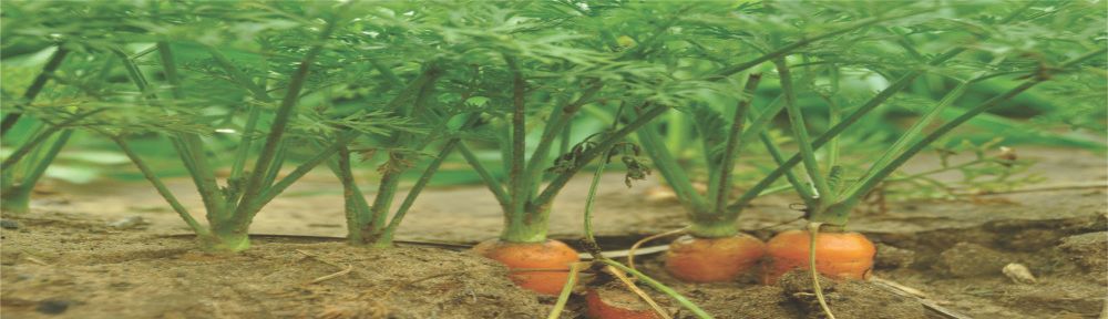 Our Products do more than just control disease