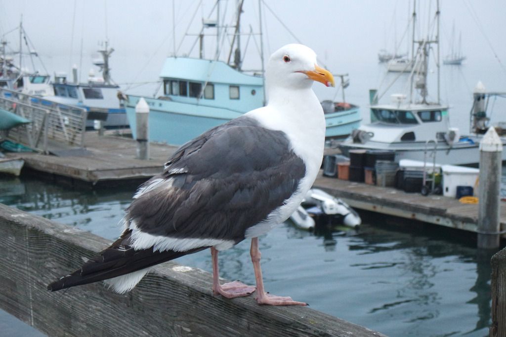 photo MorroBay2.jpg