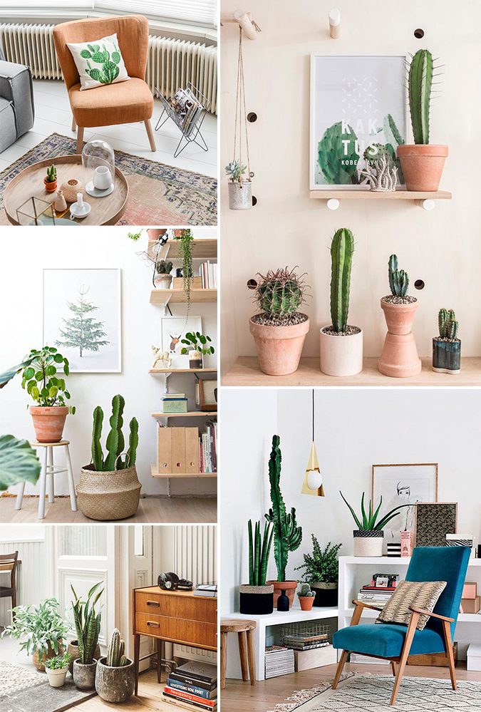 photo cactus1.png