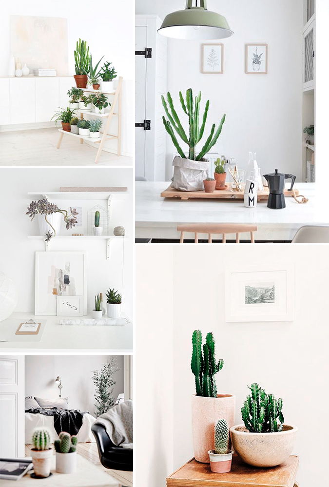 photo cactus2.png
