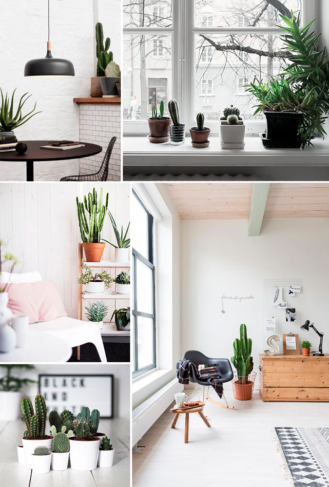 photo cactus4.png