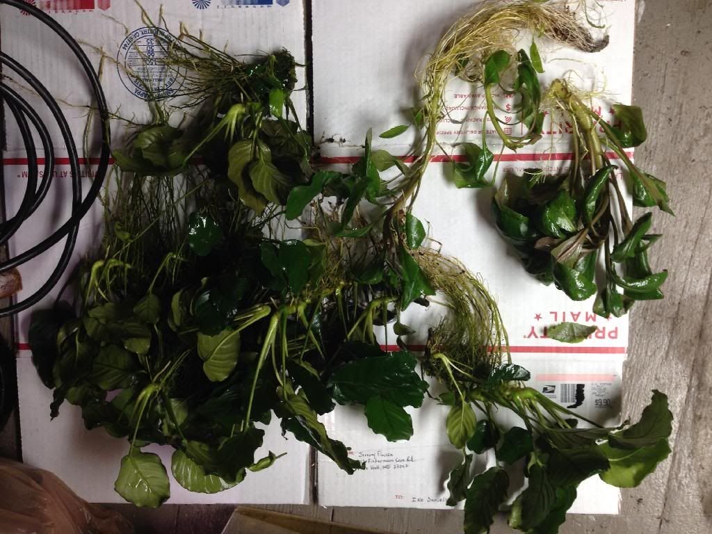 Super glue plants The Planted Tank Forum