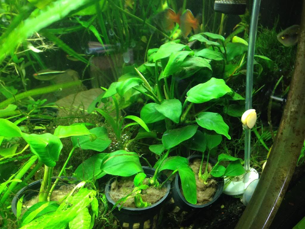 Super glue plants The Planted Tank Forum