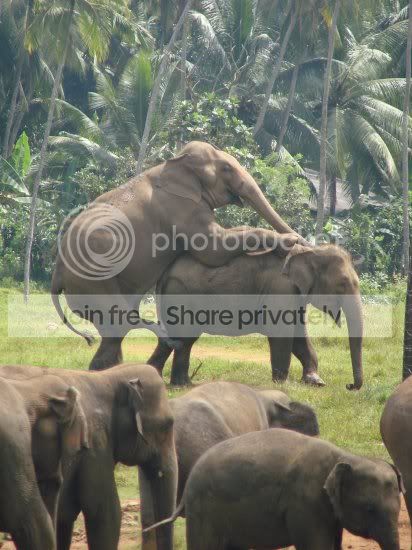 the_big_one1194575220elephants-havi.jpg